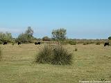 Tori in Camargue Immagine 190